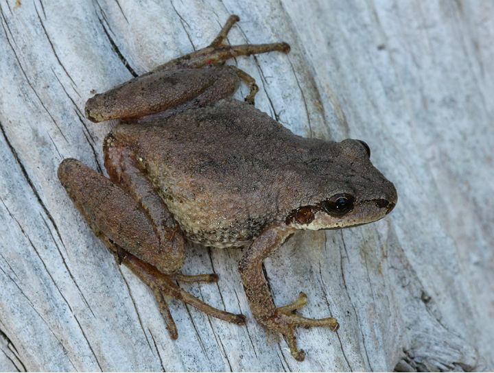 Spring Peeper